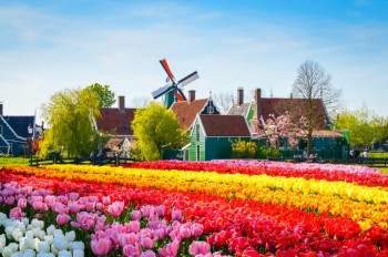 Голландия - страна цветущих тюльпанов (L199)